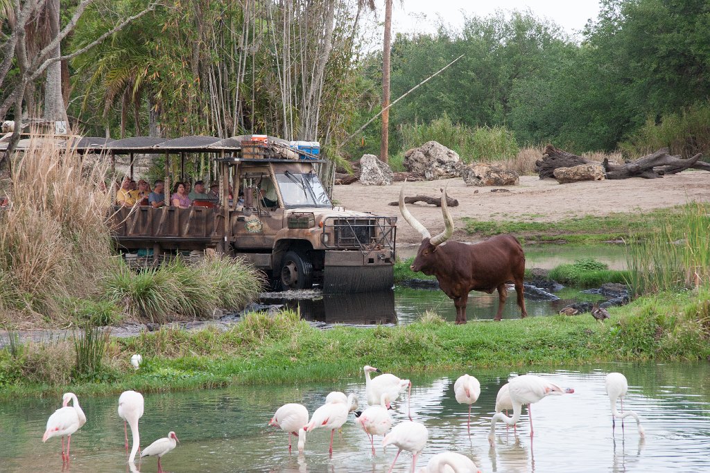 IMG_6775.jpg - The following safari truck meets up with the ankole cattle and flamingos.